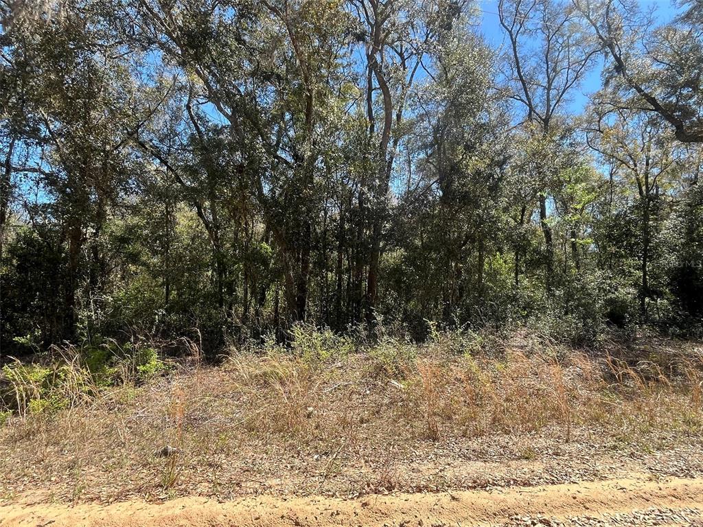 Walker Interlachen, FL 32148 - Photo 3 of 15 a view of a yard