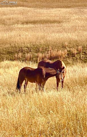 16835 Goshawk Road Colorado Springs, CO 80908 - Photo 50 of 50 pasture in fall
