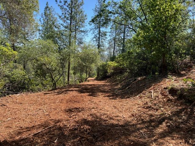 0 Hummingbird Lane Cool, CA 95614 - Photo 6 of 10 a view of a tree