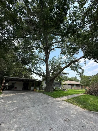 a view of a couches in the backyard with large trees