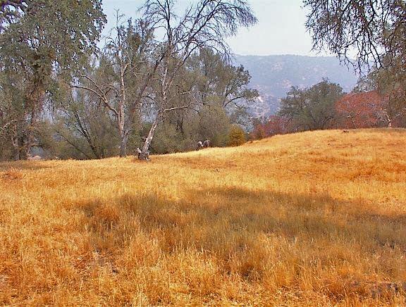 39137 Dunlap Road Dunlap, CA 93621 - Photo 47 of 54 Gallery Image 47