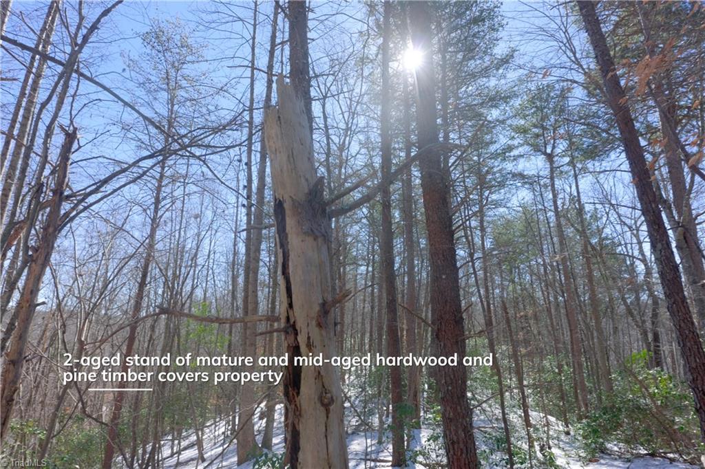 0 Otis Woods Road Sandy Ridge, NC 27046 - Photo 39 of 47