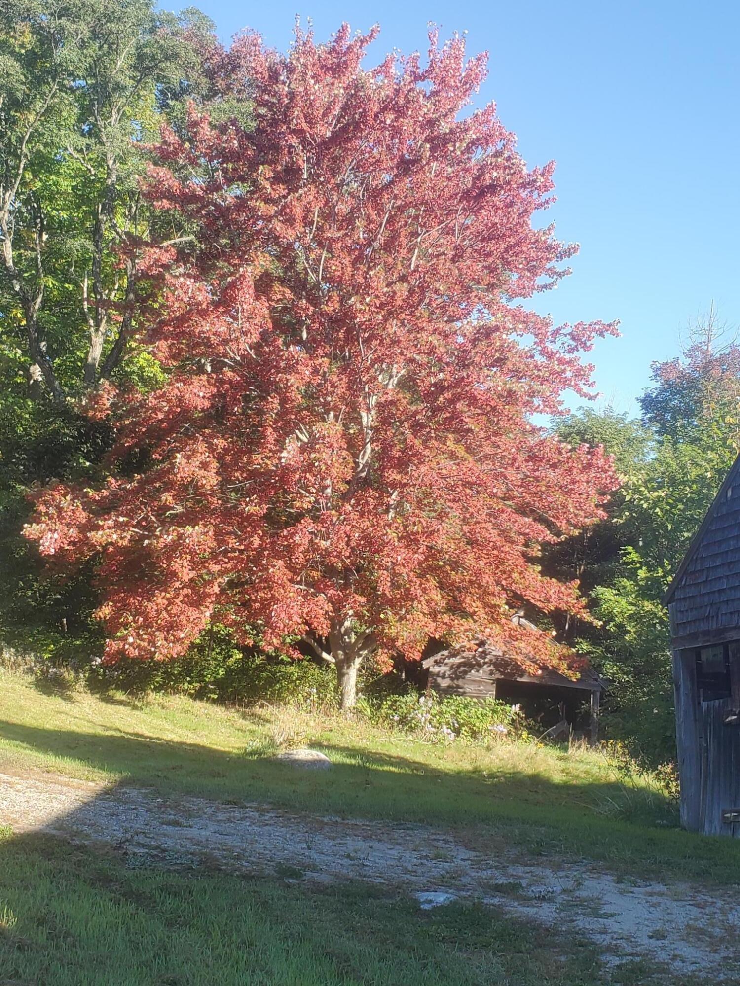 321 Plummer Hill Road Waterford, ME 04088 - Photo 19 of 24 20210921_081416