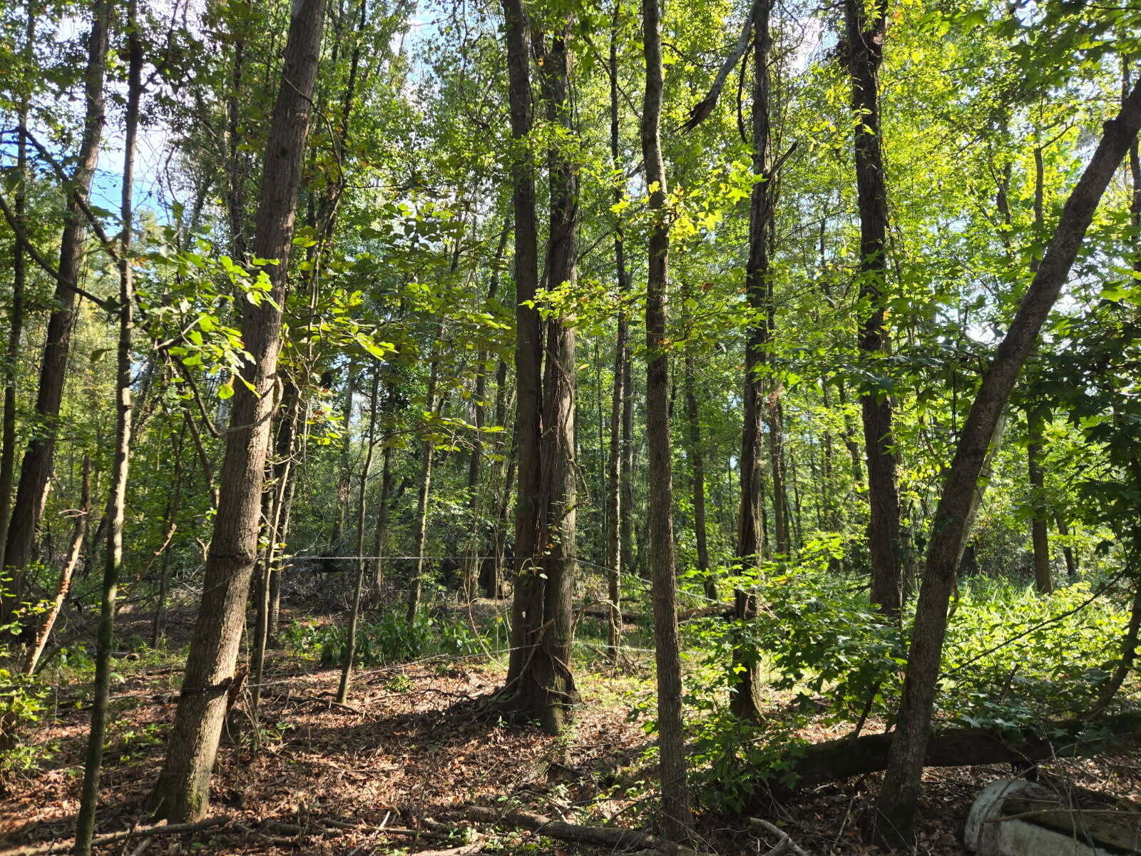 Lot B Atomic Road Beech Island, SC 29842 - Photo 1 of 2 Pic 1