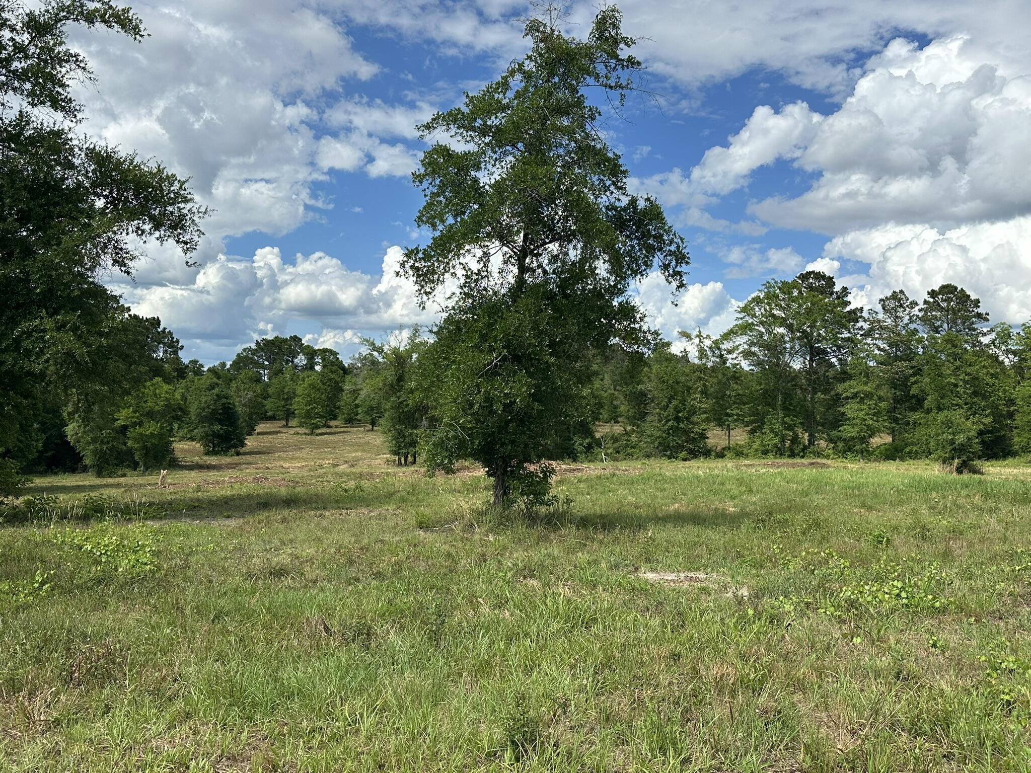 20 / New Ebenezer Road Florala, AL 36442 - Photo 4 of 6 IMG_0054