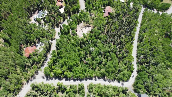 a view of a plant in a garden