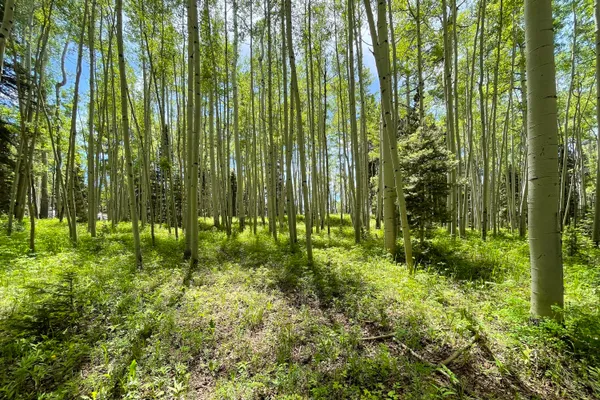 a view of backyard with plants and garden