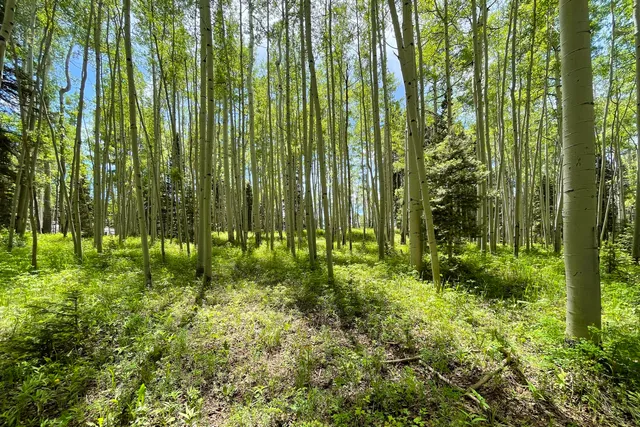 a view of backyard with plants and garden