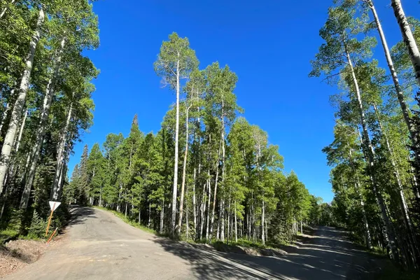 a view of a garden with a tree