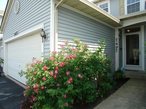 a flower plants in front of a house