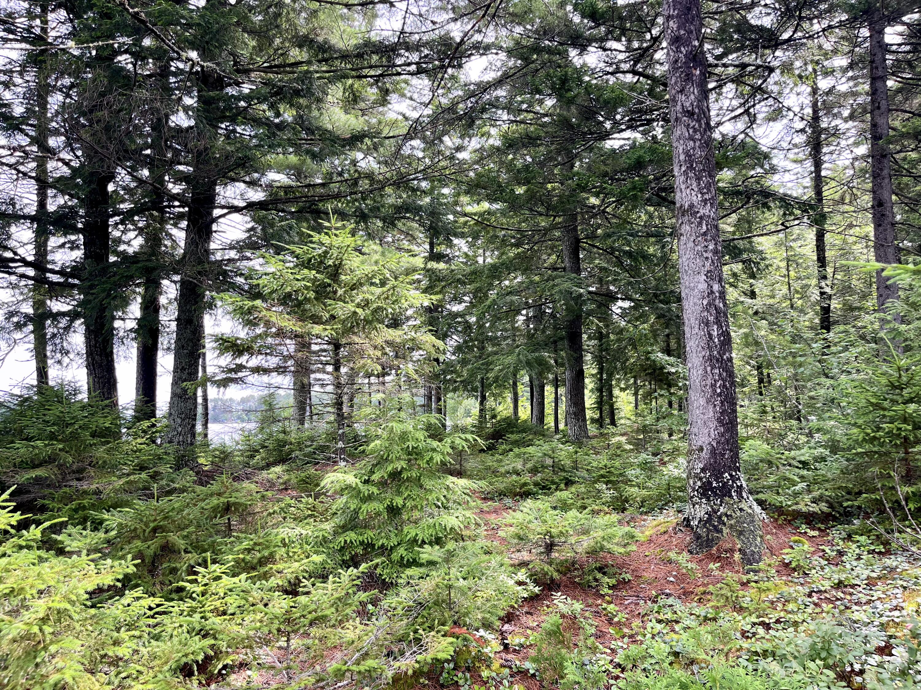 Lot 220 Benjamin Way Millinocket, ME 04462 - Photo 15 of 16 Lot 220 Benjamin Way