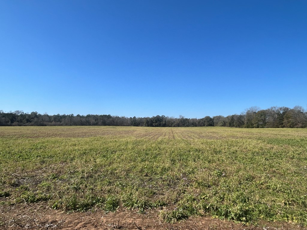 31.5-ac 31.5-ac Rammer Loop Road Dothan, AL 36301 - Photo 31 of 49