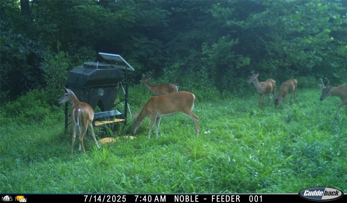 Lew Marten Road Summerfield, OH 43788 - Photo 50 of 50 Gallery Image 50
