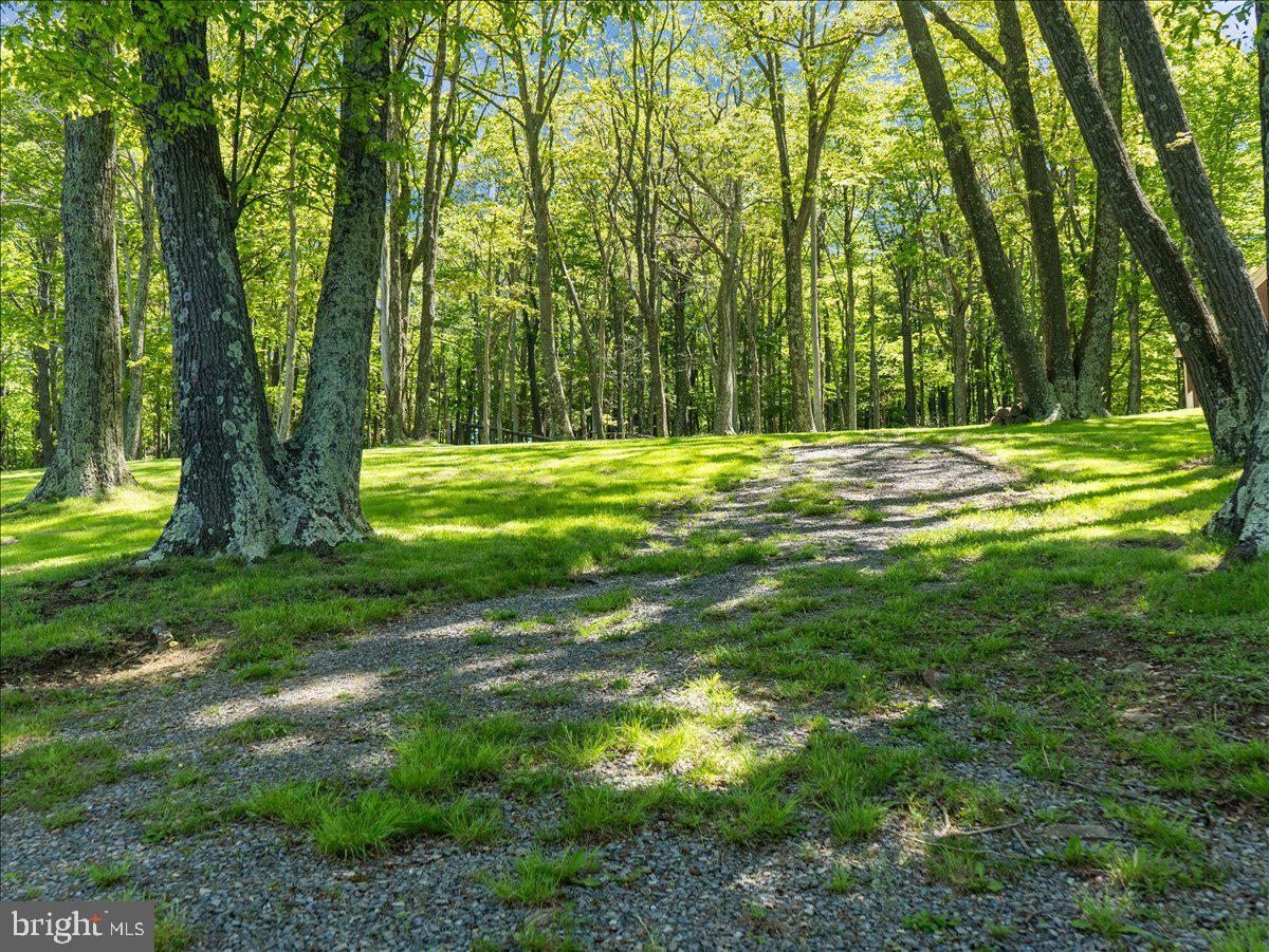 663 Bear Woods Road Mount Storm, WV 26739 - Photo 59 of 73 Sunlit path through lush greenery.