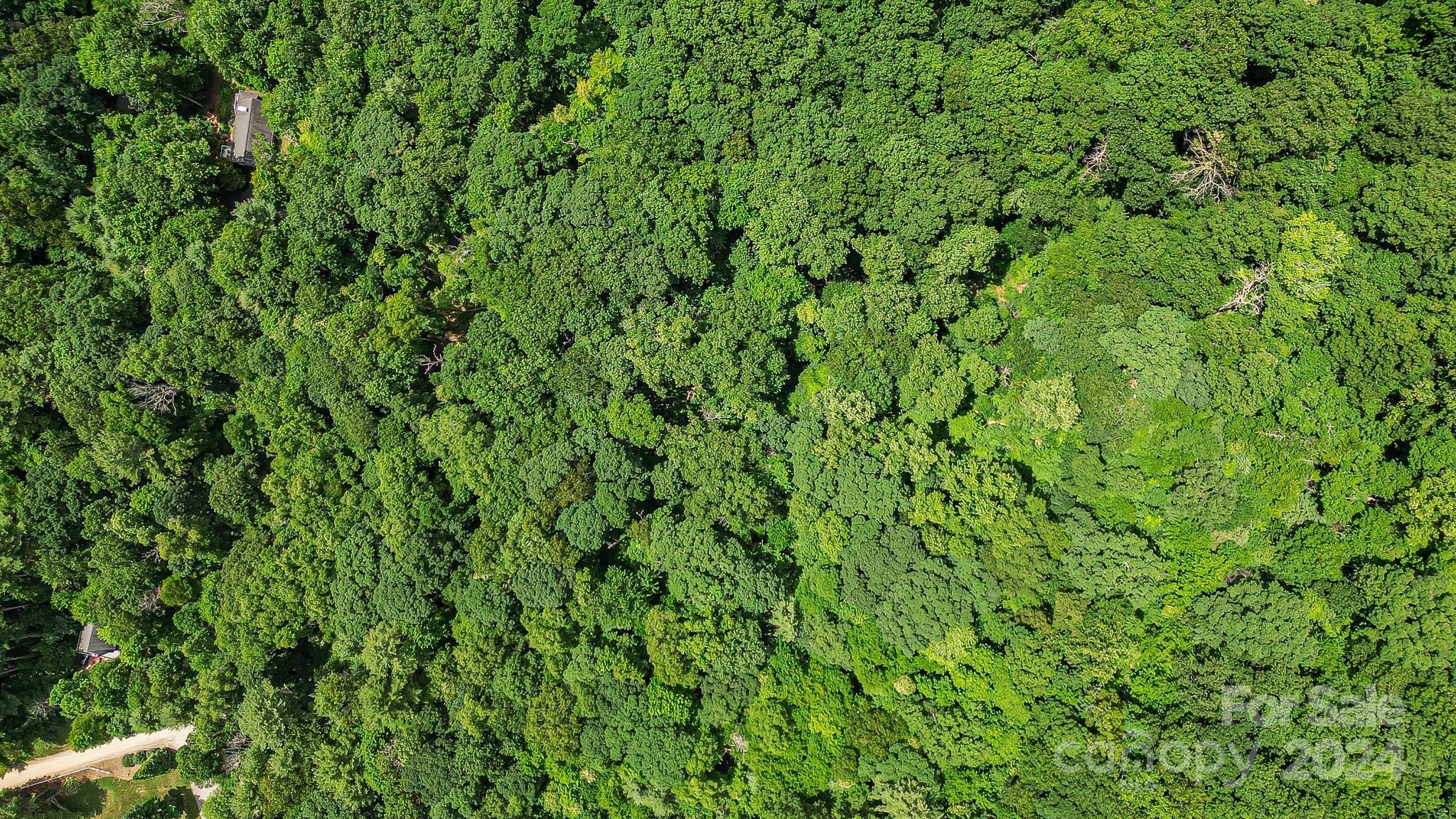 99999 Vance Gap Road Asheville, NC 28805 - Photo 16 of 23 a view of a lush green space