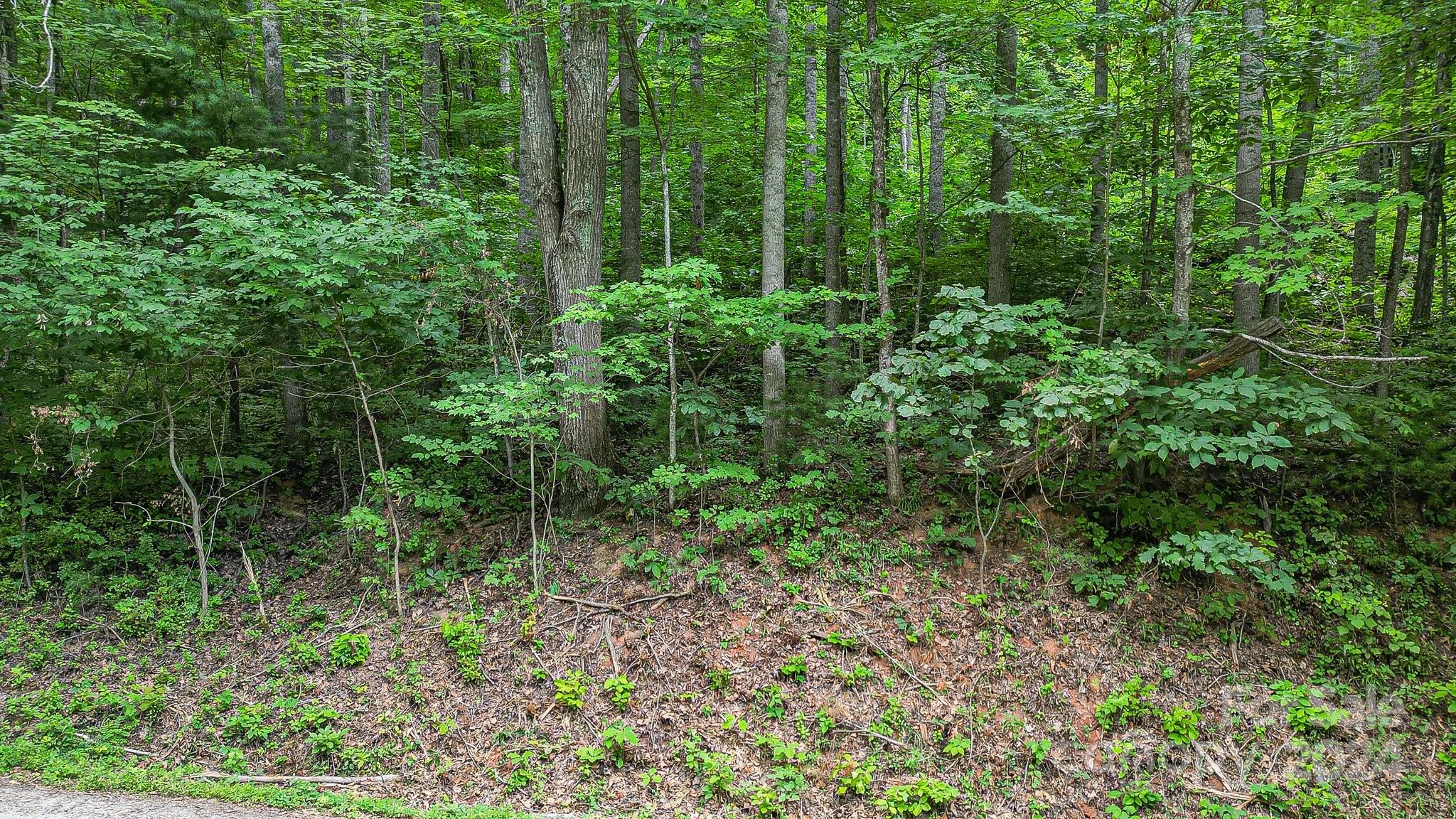 99999 Vance Gap Road Asheville, NC 28805 - Photo 19 of 23 a view of a lush green forest