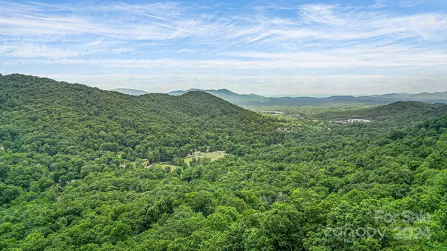 a view of a lush green forest with a street