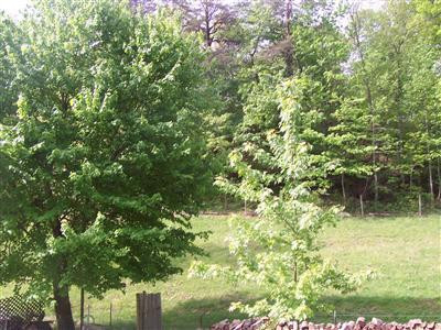 285 Sweet Water Road Berea, KY 40403 - Photo 11 of 27 Photo 11