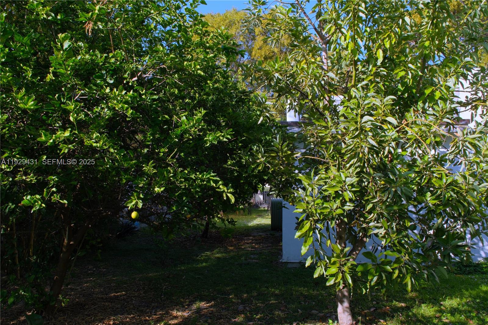 2818 Southwest 19th Street Miami, FL 33145 - Photo 42 of 43 a view of a tree in a garden