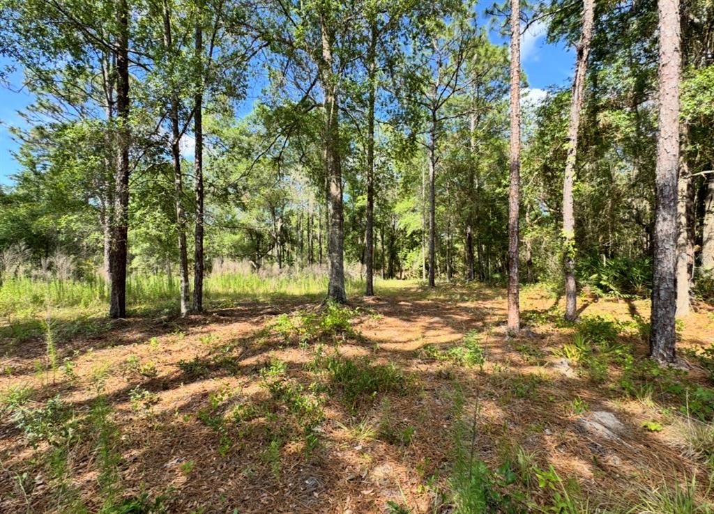 15570 Cliff Swallow Road Weeki Wachee, FL 34614 - Photo 4 of 6 Gallery Image 4