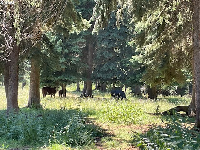 62254 Wallowa Mtn Loop Road Joseph, OR 97846 - Photo 22 of 35 a view of outdoor space and a yard
