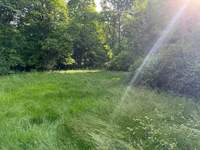 a view of a lush green space