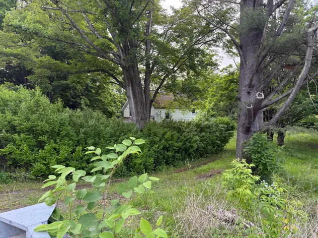 a plant of a tree in a garden