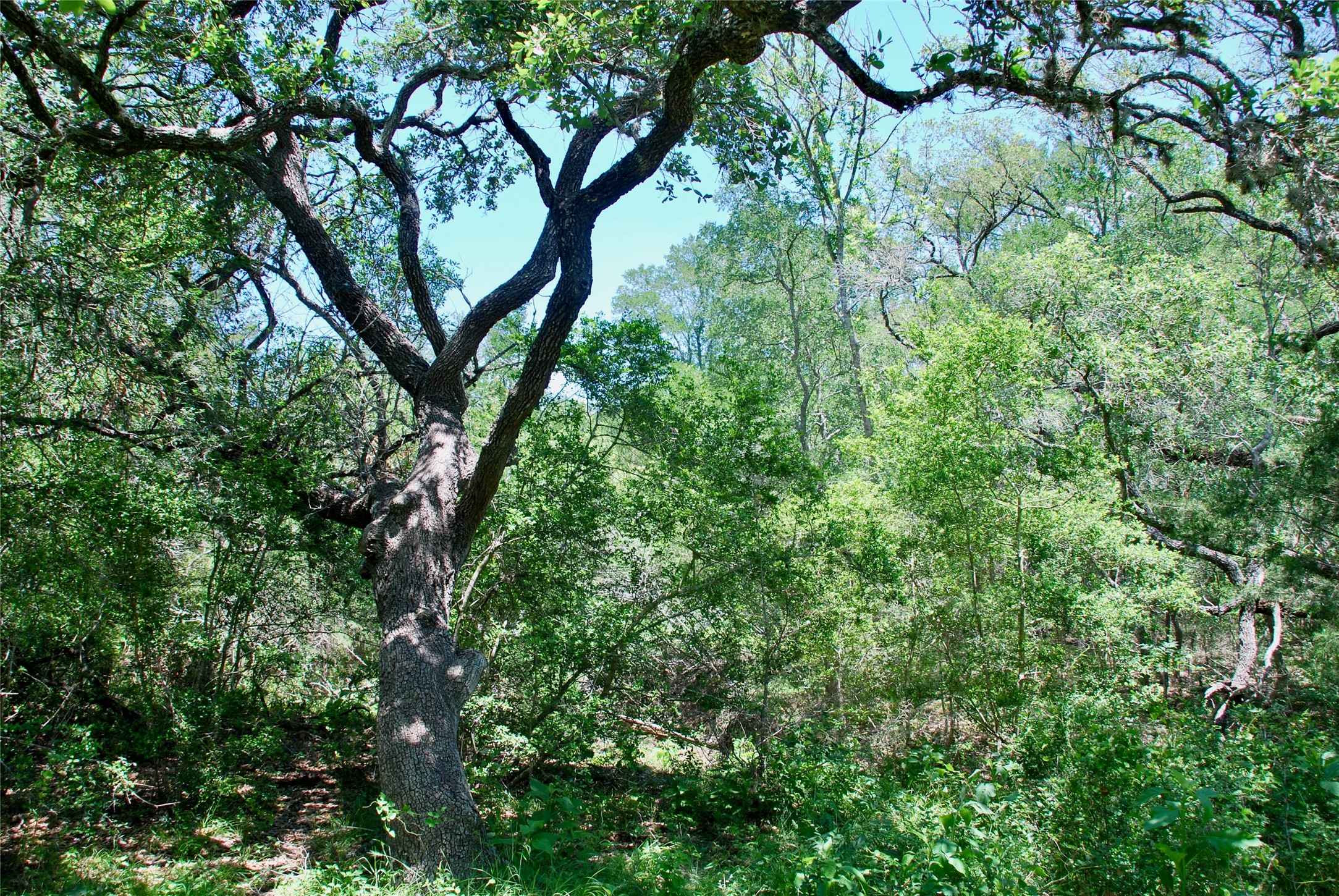 2116 Langdon Road Weimar, TX 78962 - Photo 33 of 43 a view of tree
