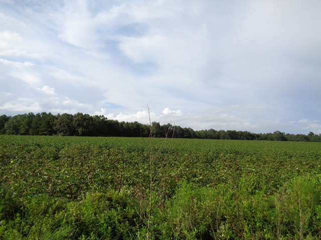 6.3-ac D Hodge Road Dothan, AL 36301 - Photo 1 of 1