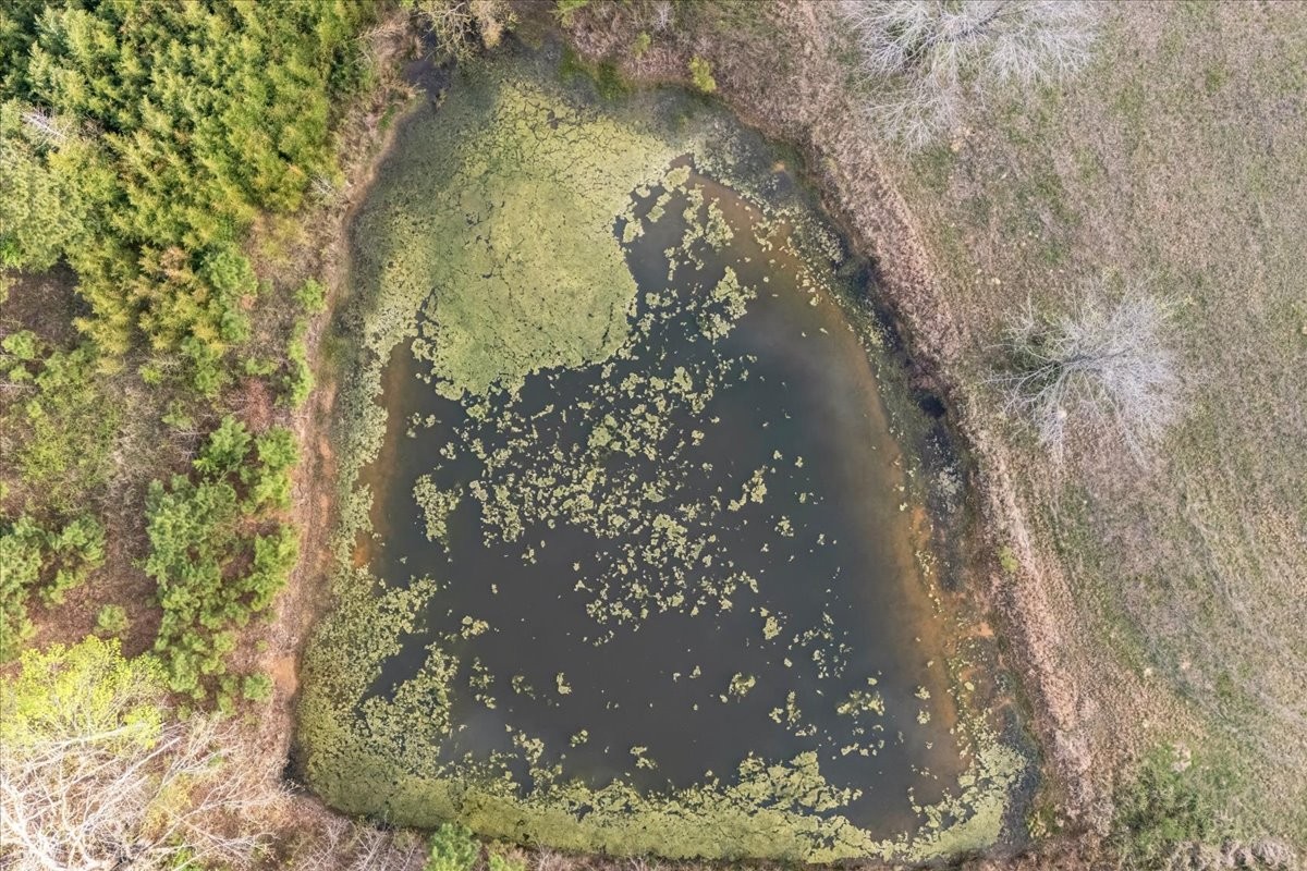1759 McKelvy Road Camden, TN 38320 - Photo 20 of 20 a close up of a tree
