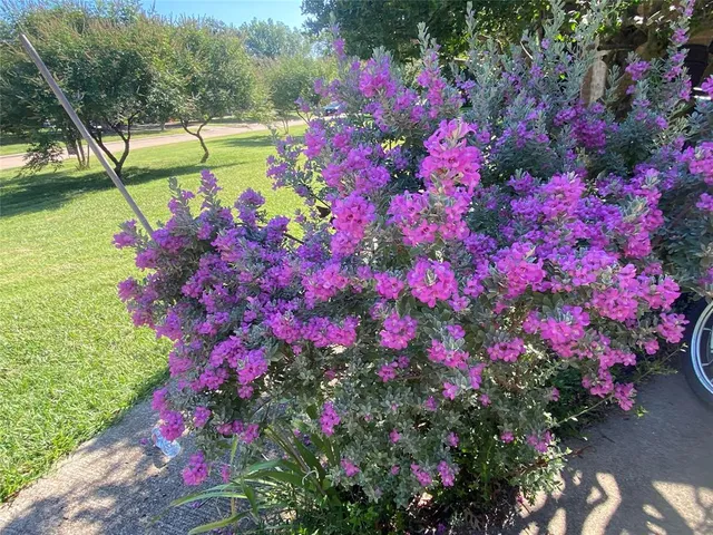 a view of a yard with plants