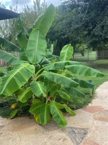 a view of a plant in a garden