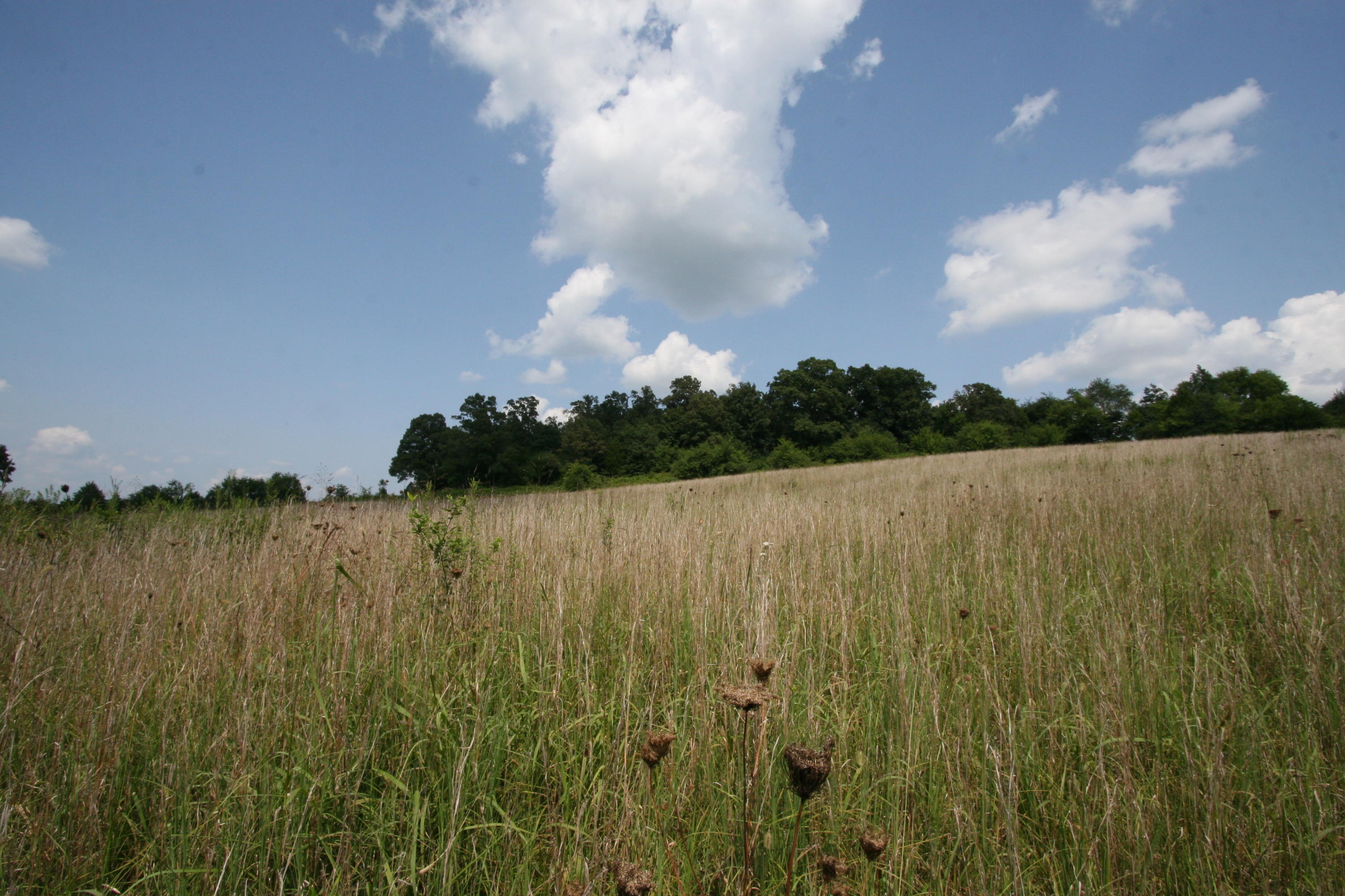 1265 Meadow Road Greenback, TN 37742 - Photo 37 of 40 IMG_9873