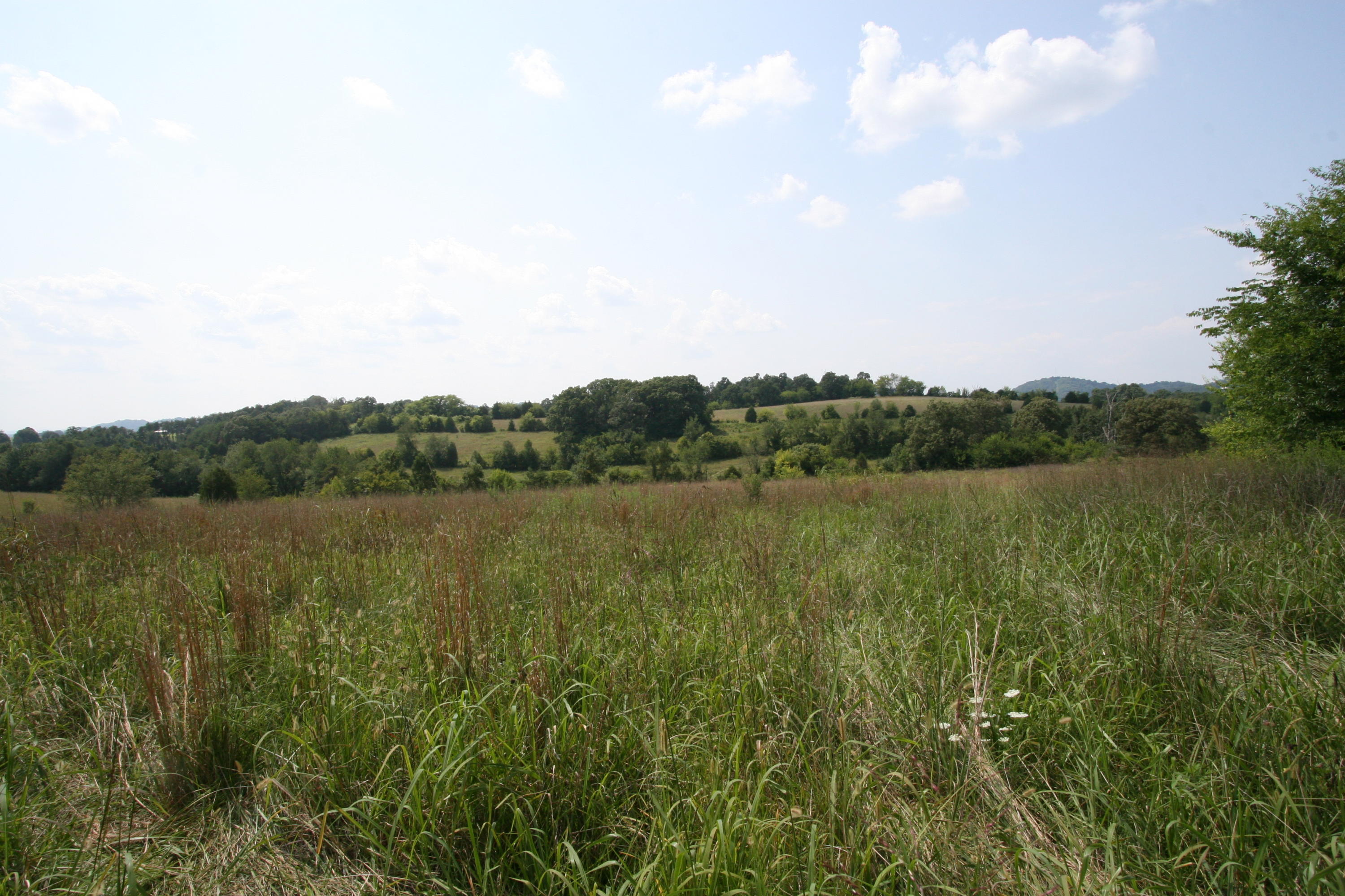 1265 Meadow Road Greenback, TN 37742 - Photo 39 of 40 IMG_9879