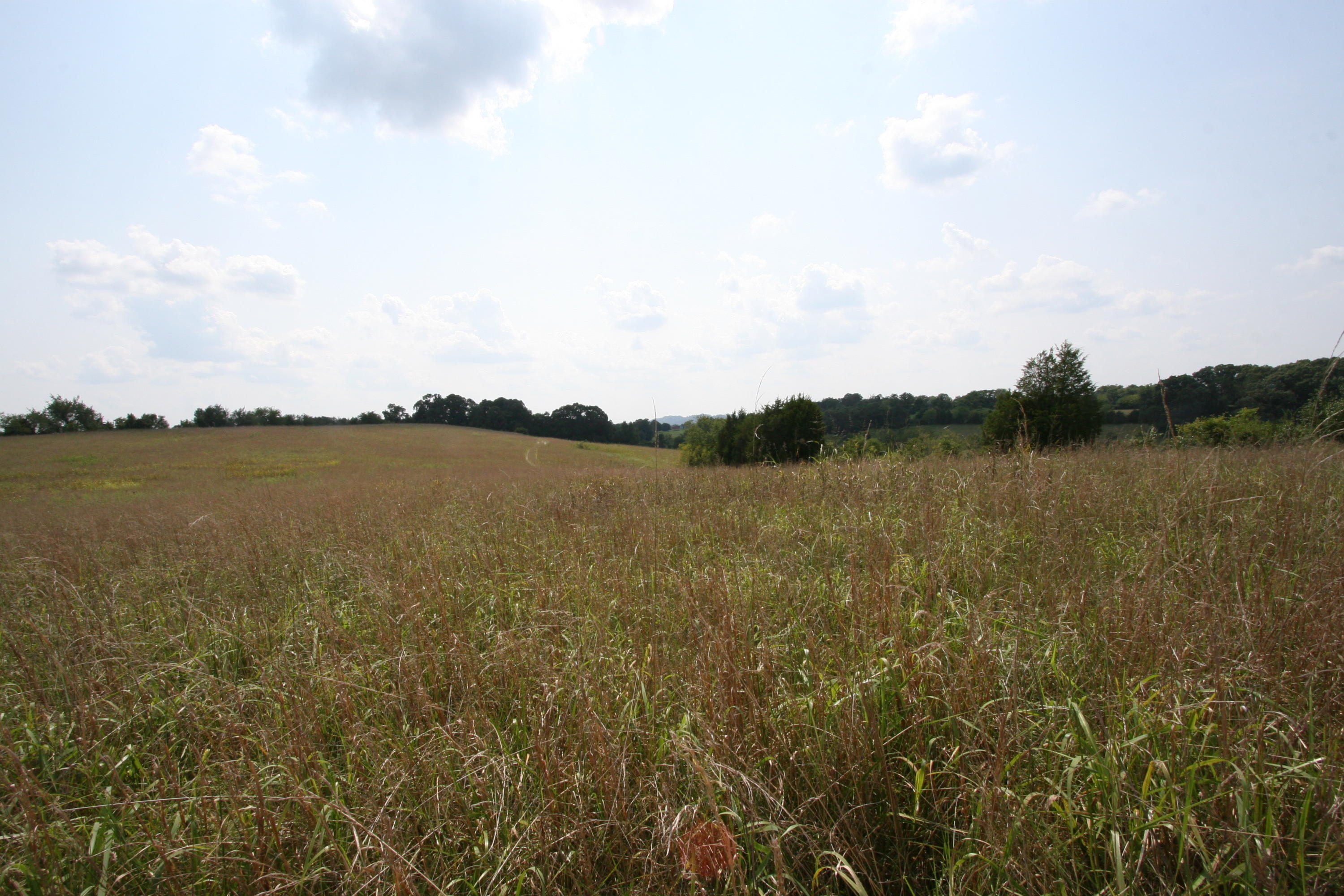 1265 Meadow Road Greenback, TN 37742 - Photo 40 of 40 IMG_9890