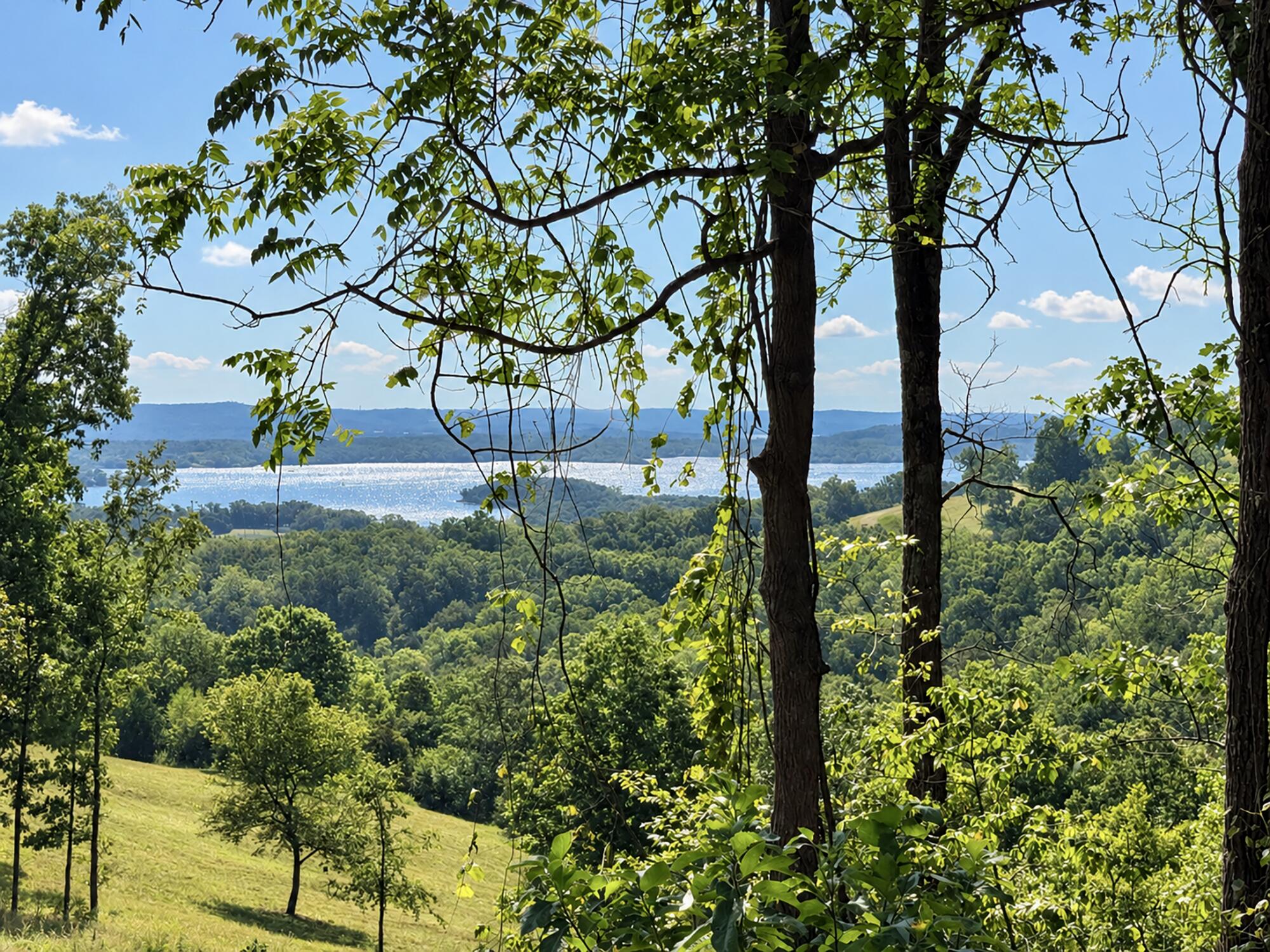 88 Lazarus Road Reeds Spring, MO 65737 - Photo 15 of 16 The View