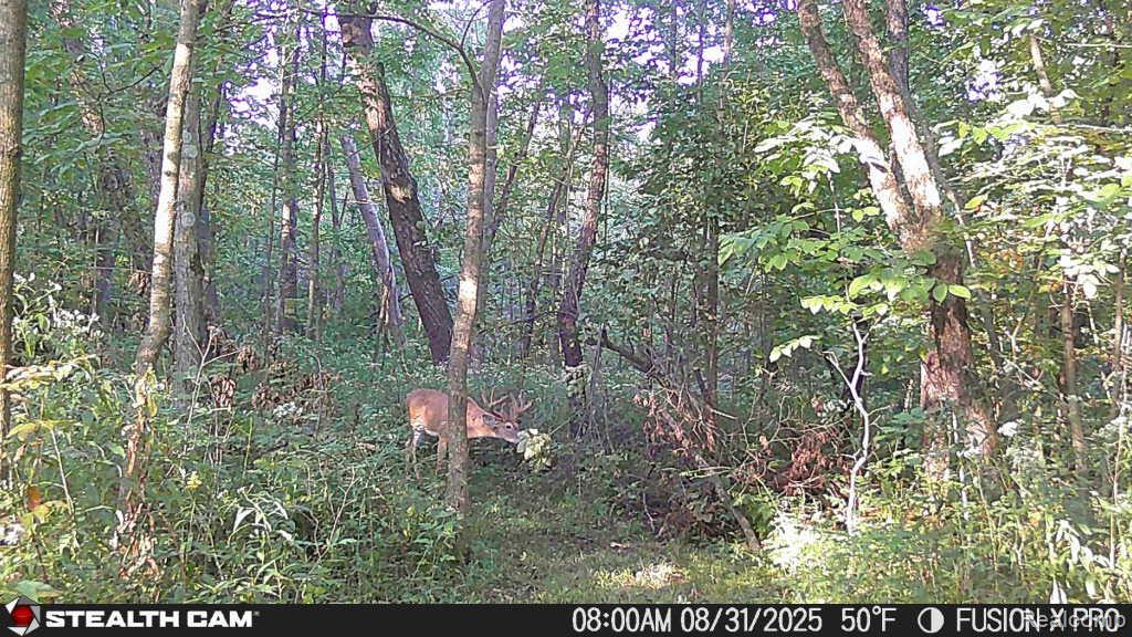 4502 Cemetery Road Kingston, MI 48741 - Photo 56 of 61 sneak pic.JPG