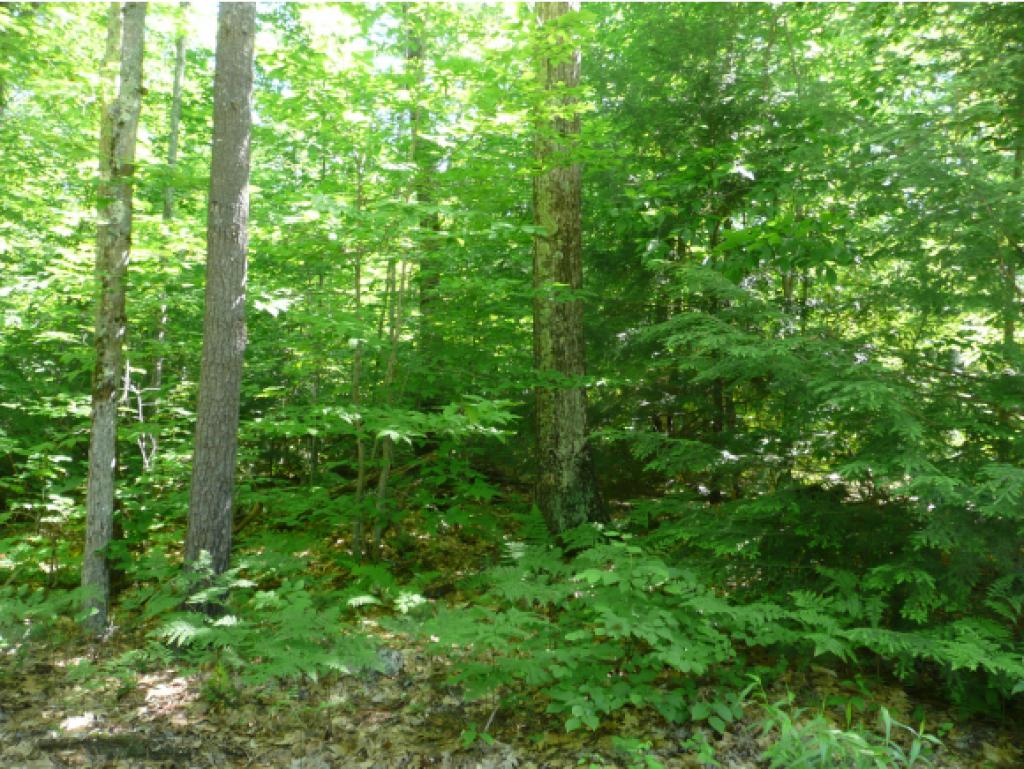 0 Lake Road Hillsborough, NH 03244 - Photo 1 of 11