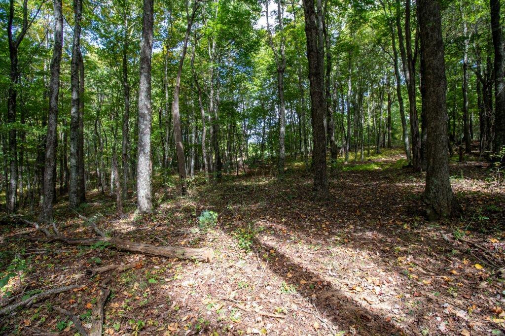 1724 Alum Ridge Road Northwest Willis, VA 24380 - Photo 63 of 71 Gallery Image 63