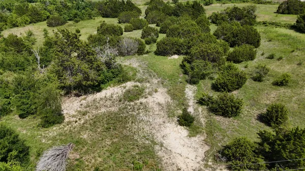 a view of a forest with a tree