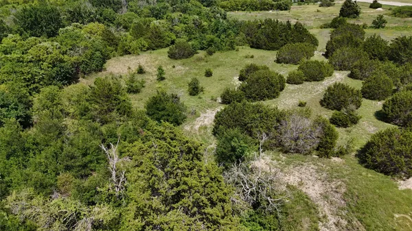 a view of a forest with a tree