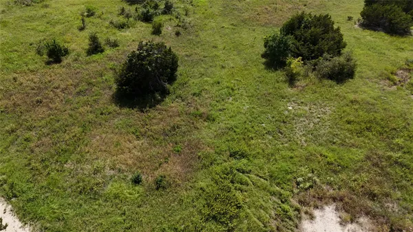 a close up of a plant in a garden