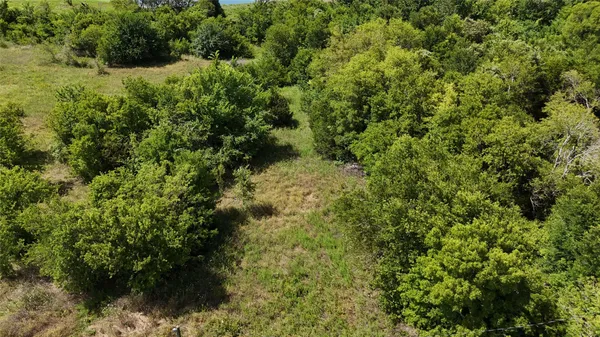 a view of a forest with a tree