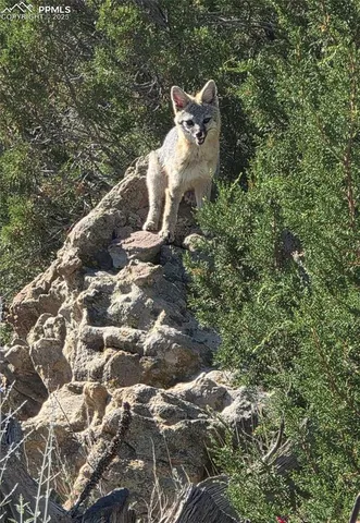 $725,000 | 18461 Highway 115, Penrose, CO 81240