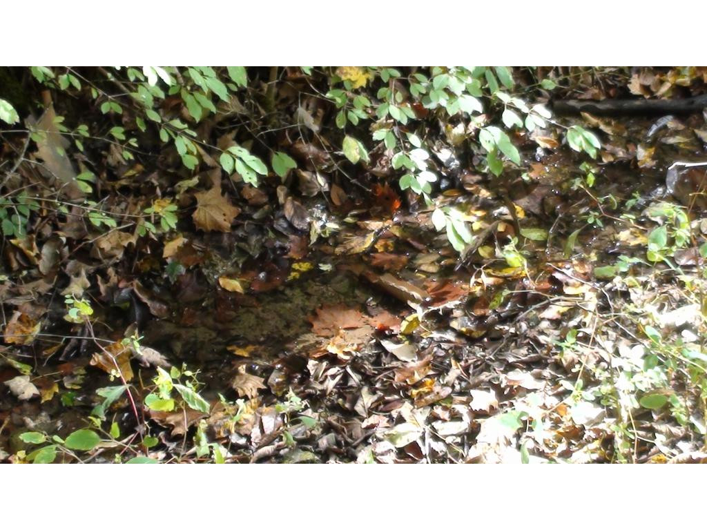 0 Chestnut Ridge Road Eidson, TN 37731 - Photo 1 of 6 Stream