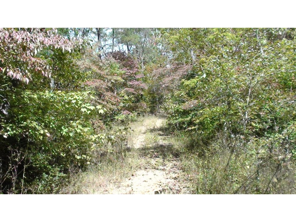 0 Chestnut Ridge Road Eidson, TN 37731 - Photo 2 of 6 Access Road