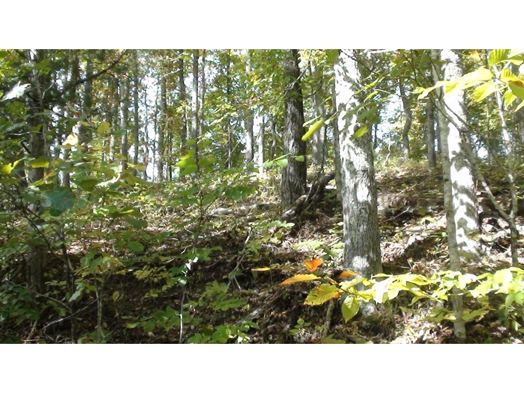 0 Chestnut Ridge Road Eidson, TN 37731 - Photo 4 of 6 Photo 4