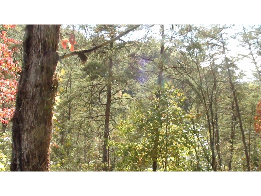 0 Chestnut Ridge Road Eidson, TN 37731 - Photo 5 of 6 Photo 5