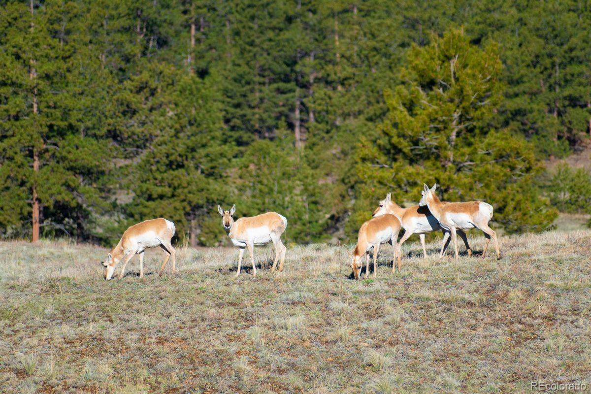 0 Big Buck Road Guffey, CO 80820 - Photo 3 of 14