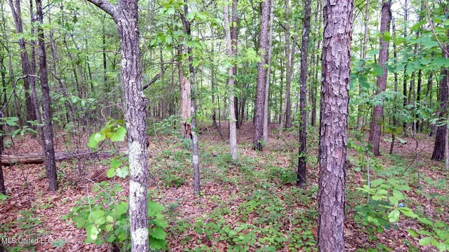 $35,550 | 1015 Saulsbury Road, Walnut, MS 38683